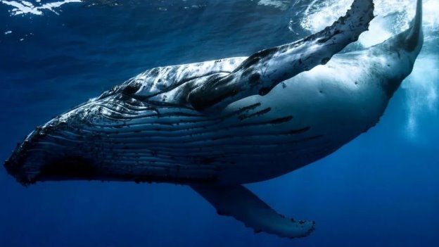Синий кит животное - 54 фото - картинки: смотреть онлайн